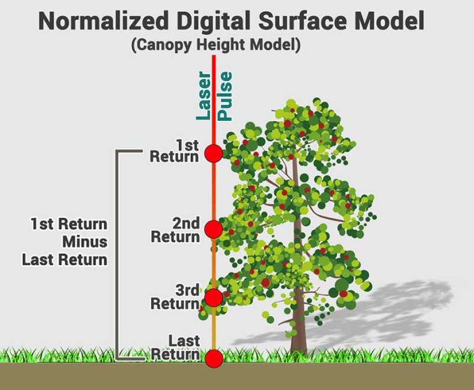 CHM - Canopy Height Model