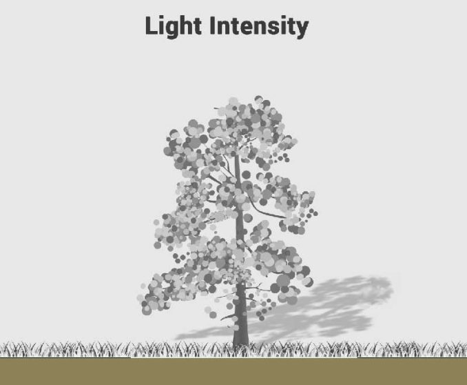 Light Intensity