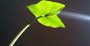 Spectral Signature Feature